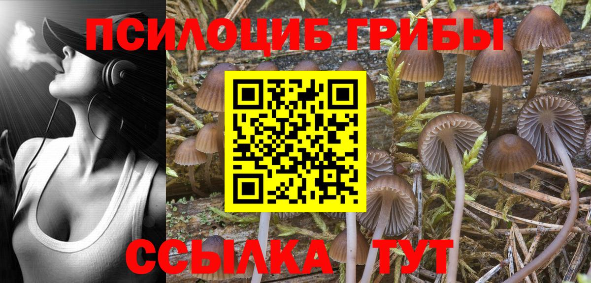 Псилоцибиновые грибы Psilocybine cubensis Качканар